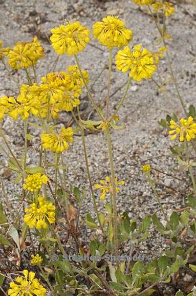 eriogonum umbellatum var furcosum 7 graphic